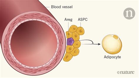Unexpected cell population gives fat a brake .